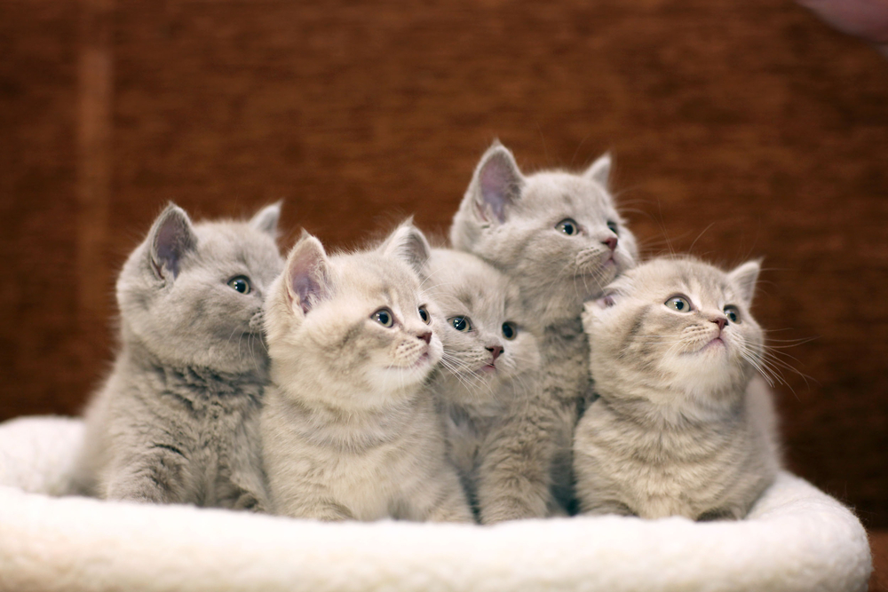 A group of gray kittens