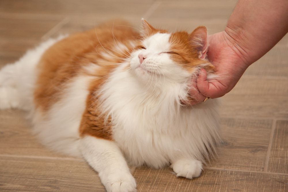 An orange and white cat on the floor being petted