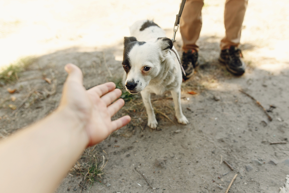 A person extends their hand out to a dog