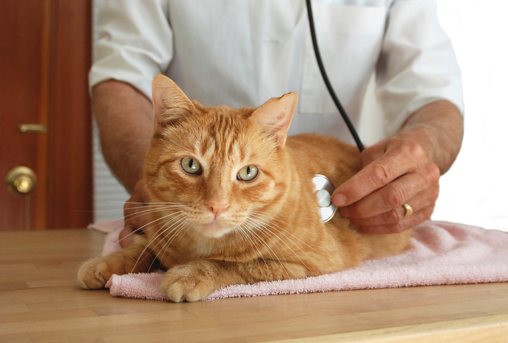 Veterinarian listening to cat's heart.