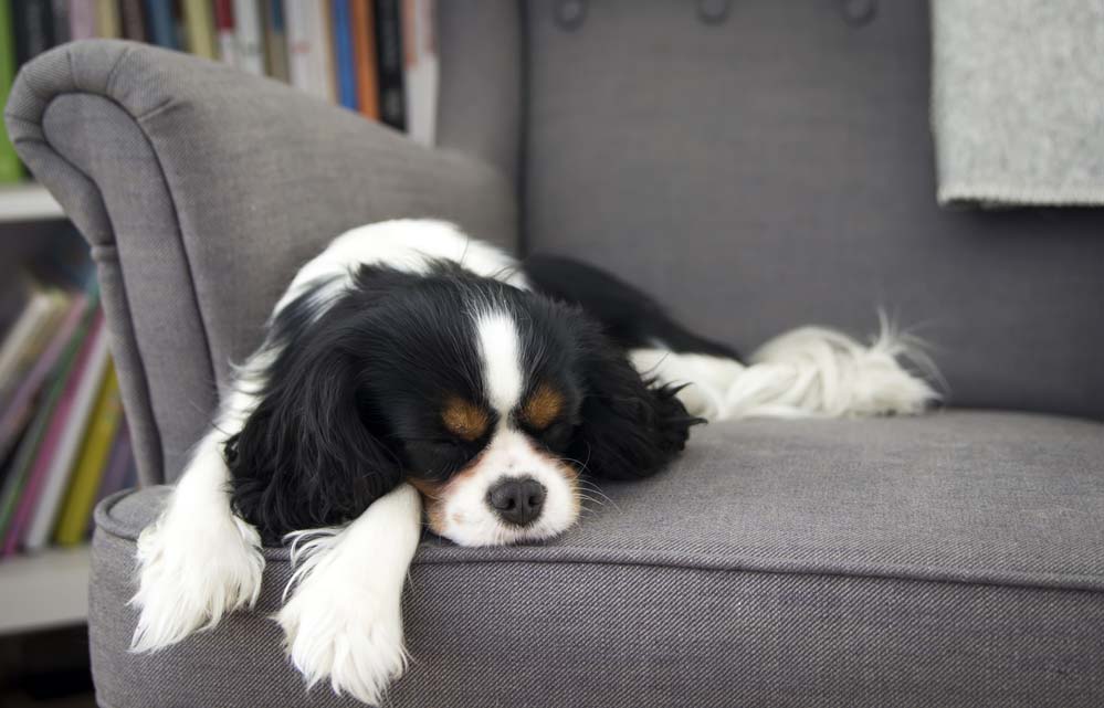 a dog sleeping on a sofa