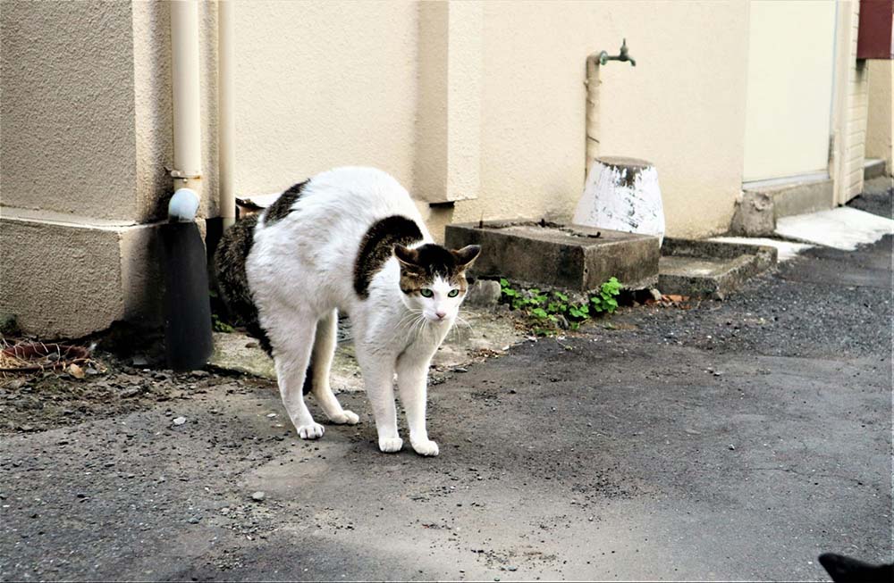 Anxious and scared cat showing tense body language with arched back, flattened ears, and tail down.