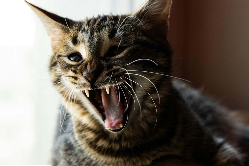 Anxious, scared cat hissing and baring teeth