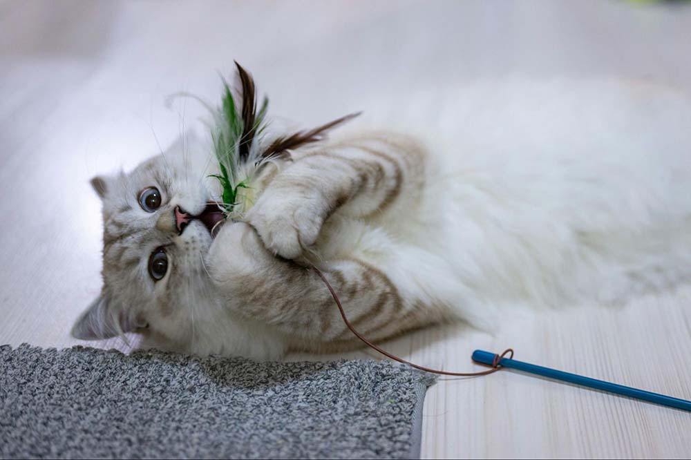 Cat playing with an interactive toy that stimulates and exercises their body and mind.