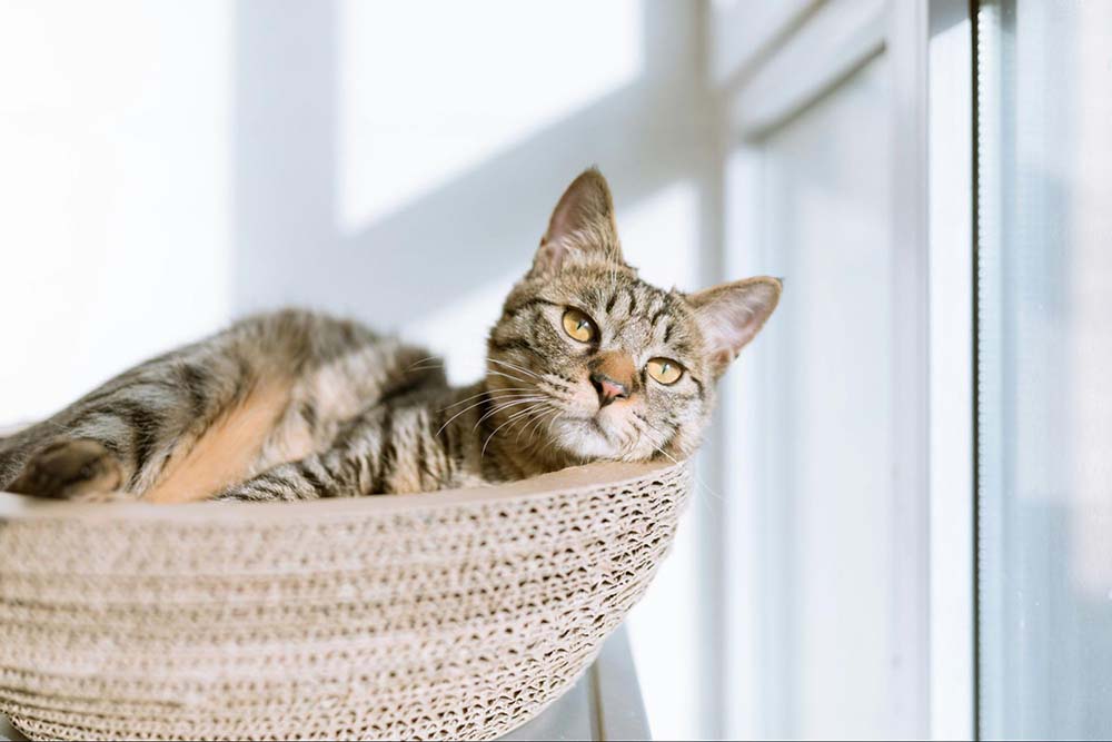 Cat relaxing in a perch or cat tower high enough to avoid anxiety triggers (other pets, children, noises). 