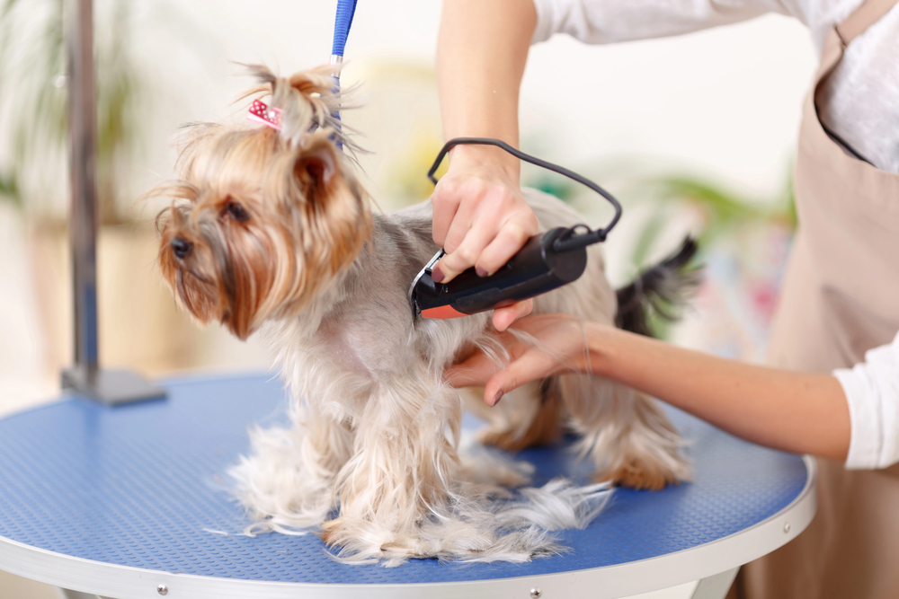 a Yorkshire Terrier at a dog grooming salone