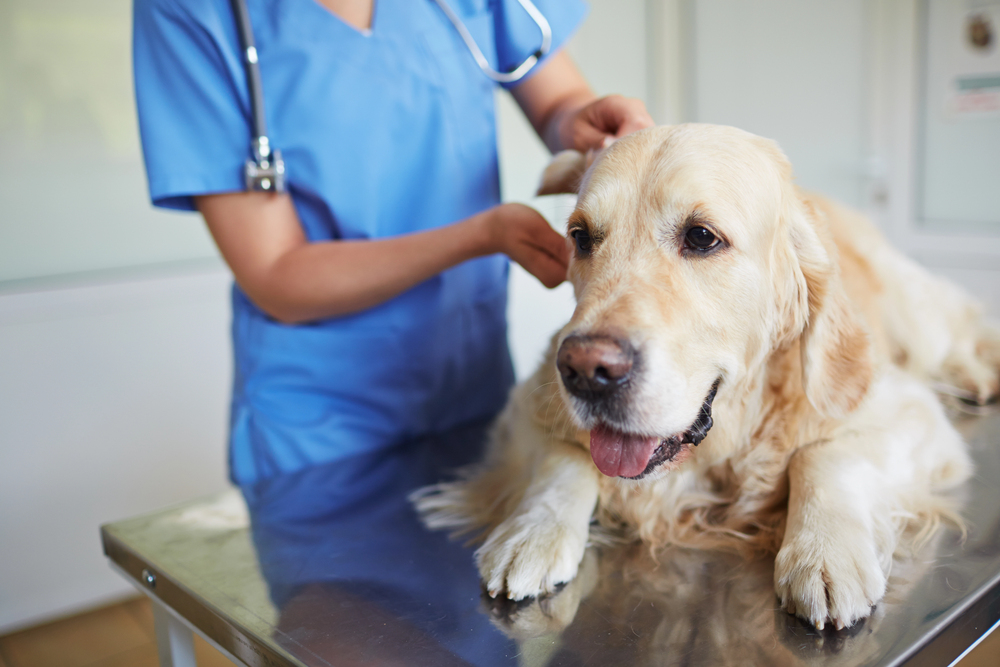 a dog getting examined at the vet