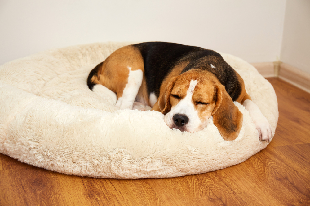 a dog sleeping on a dog bed