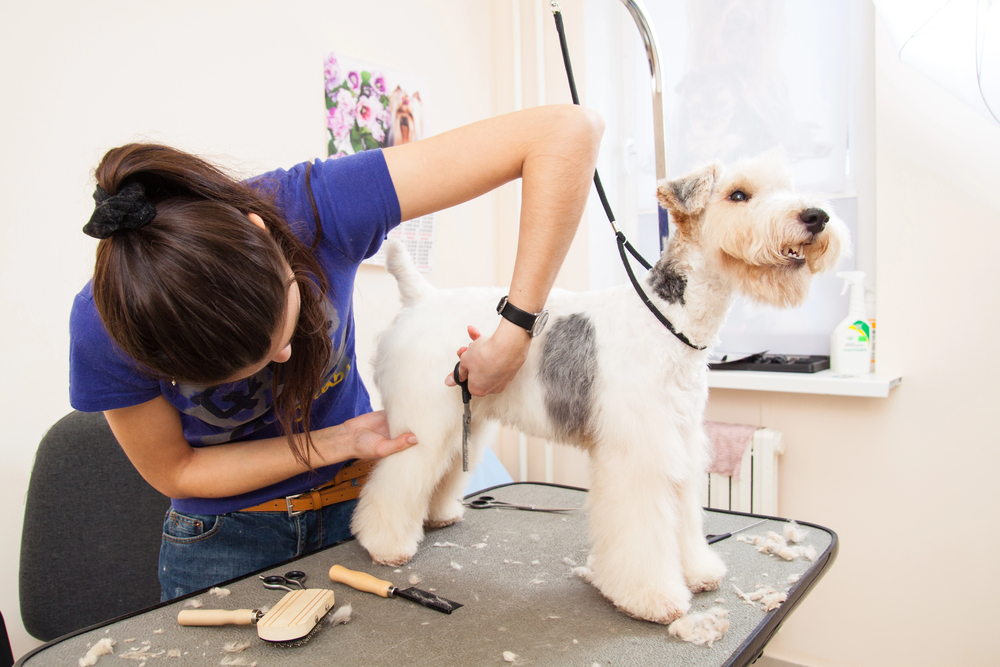 a dog standing on a table at the dog groomer while getting groomed