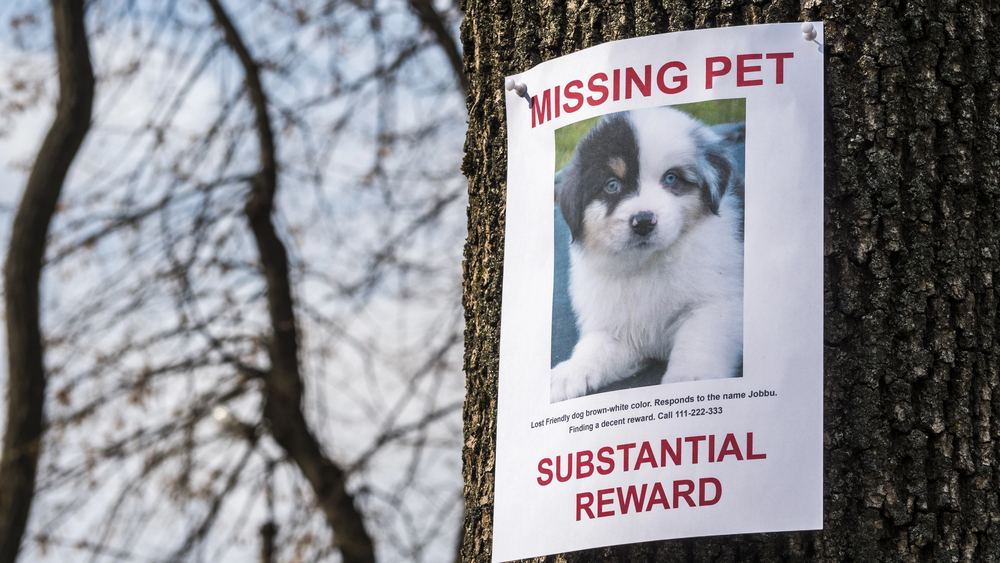 lost pet sign with reward on telephone pole