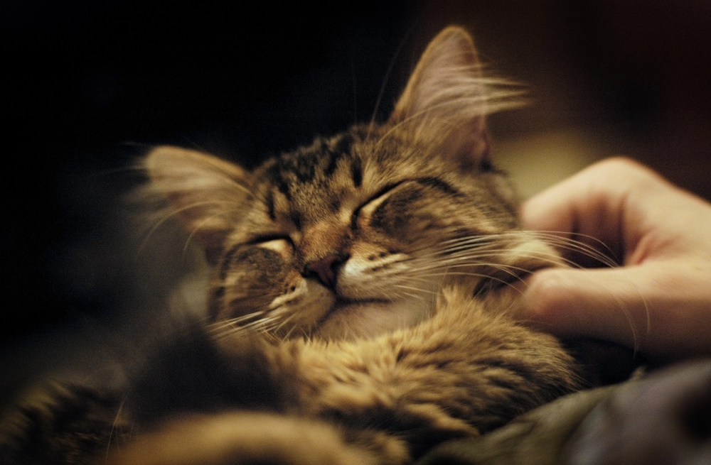 Person petting pet cat