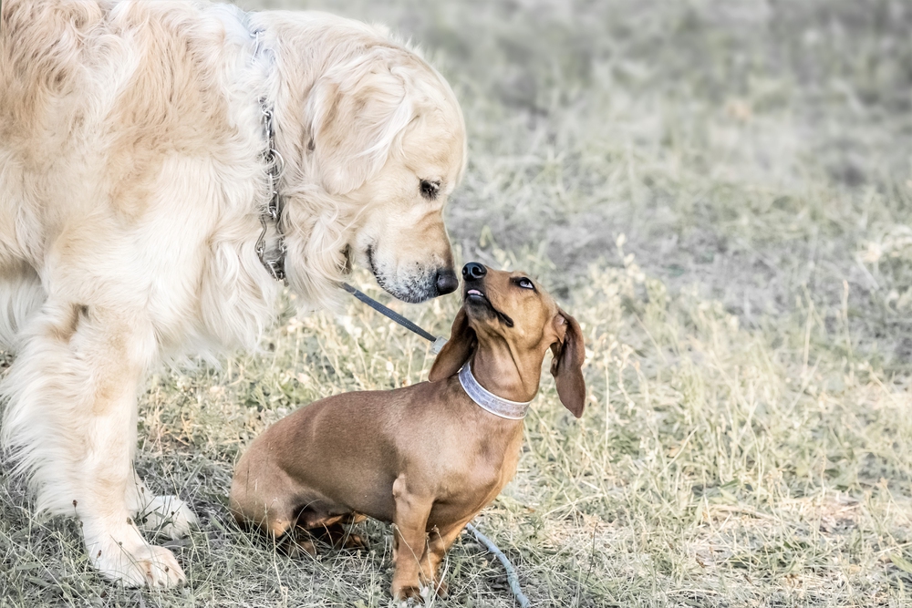 A big dog Golden retriever sniffing a small dog