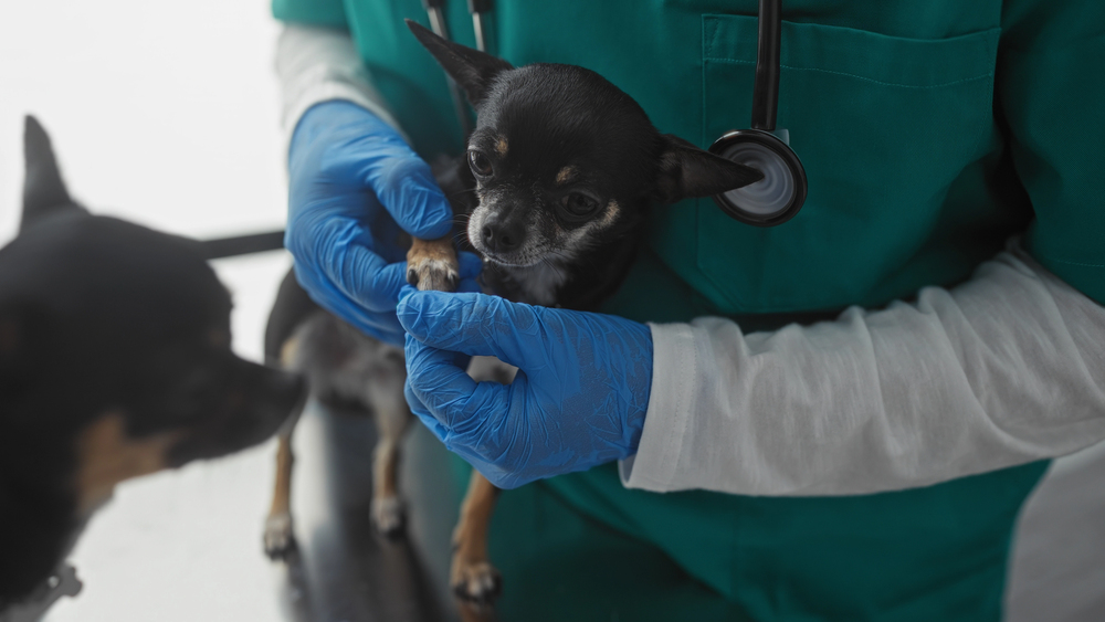 A man in a veterinary clinic examines two chihuahua dogs