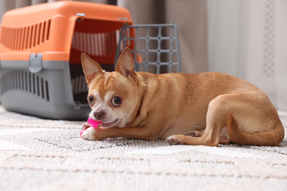 Adorable dog with toy and pet carrier on floor indoors