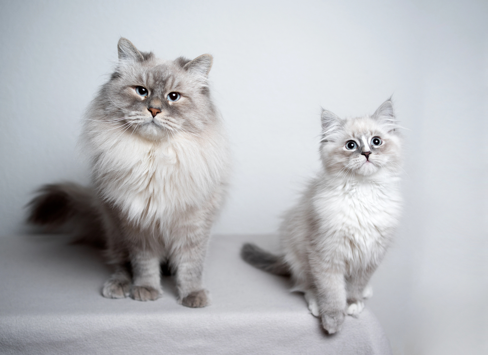 Adult ragdoll cat and kitten side by side