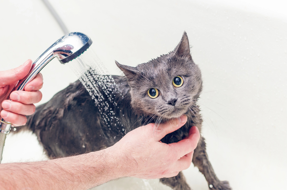 Bathing a gray cat in the bathroom