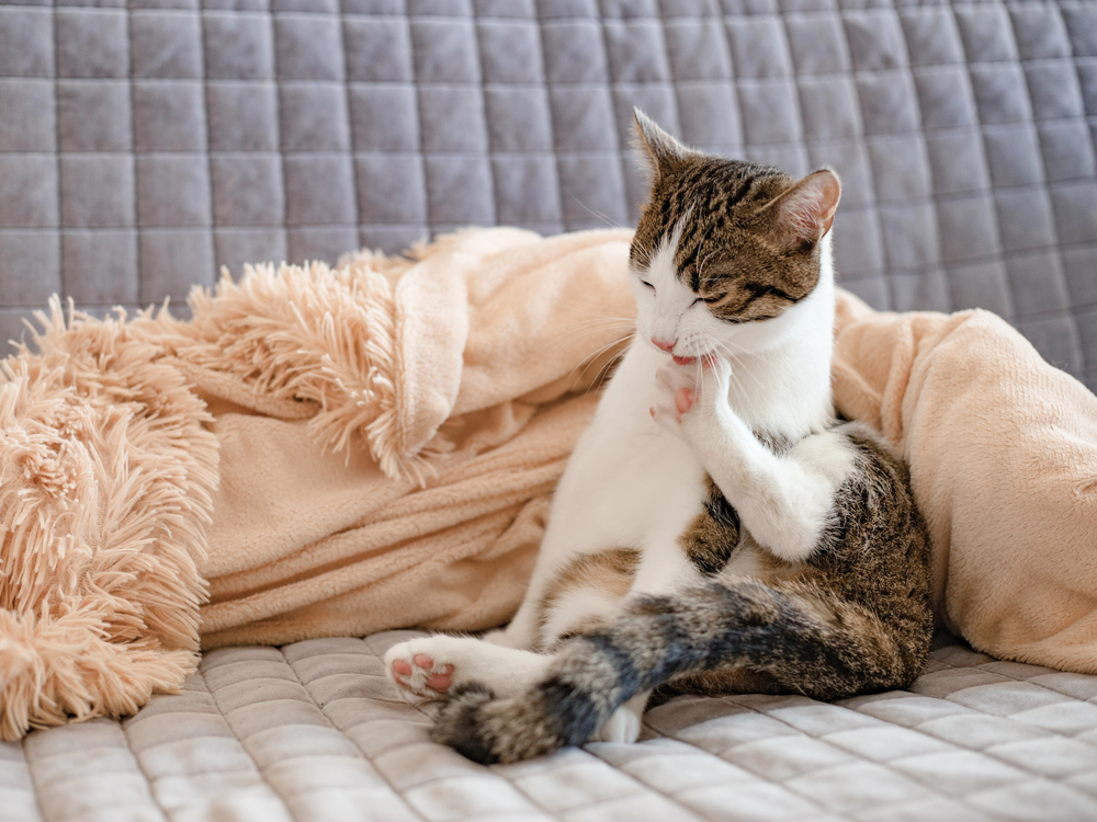Beautiful cute cat licking his paw