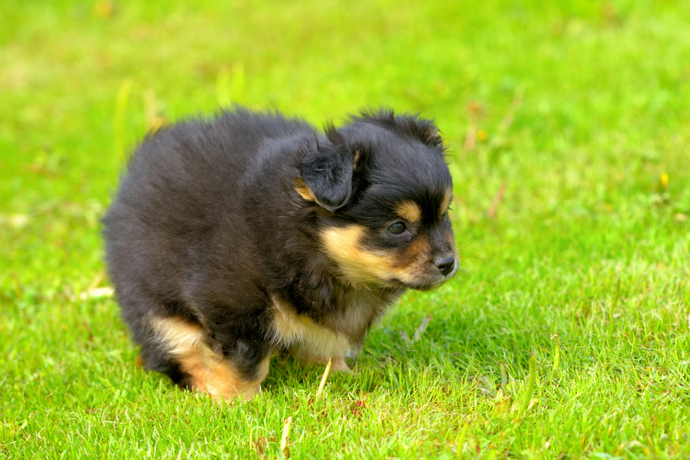 Black puppy pooping on the grass