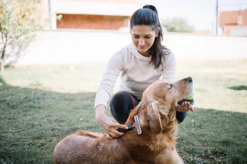 Brunette girl brushing dog using comb outdoor
