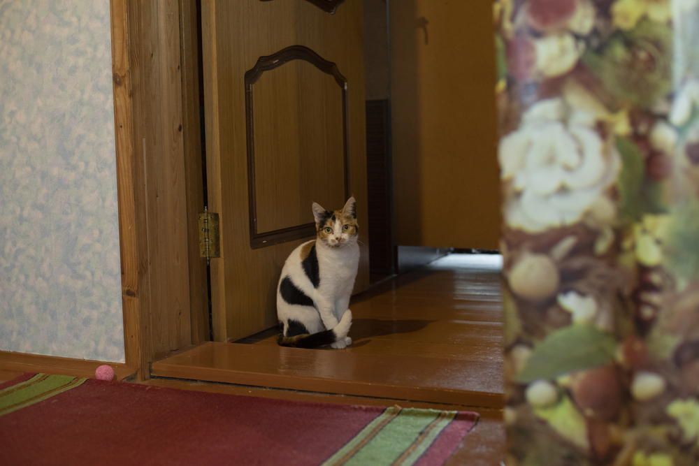 Cat in the interior
