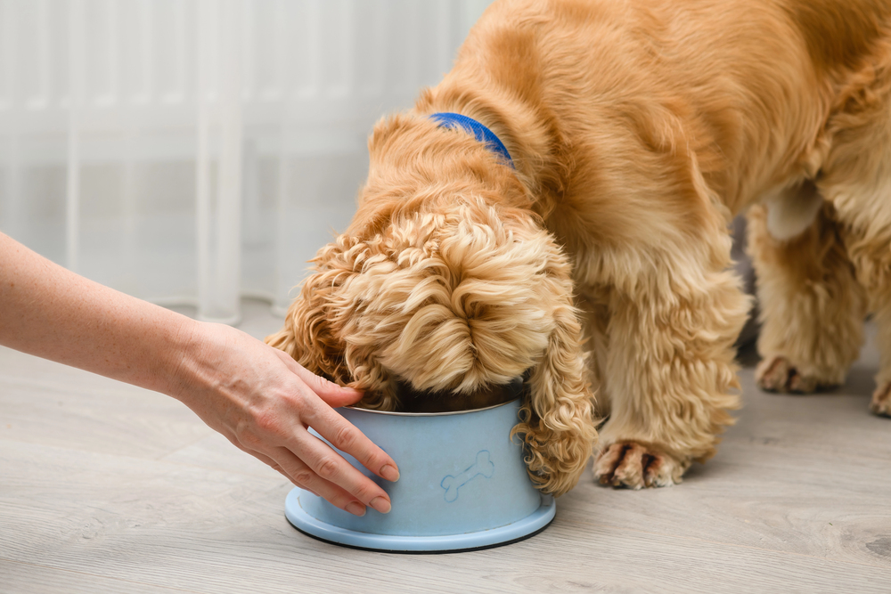 Cocker spaniel dog eating food