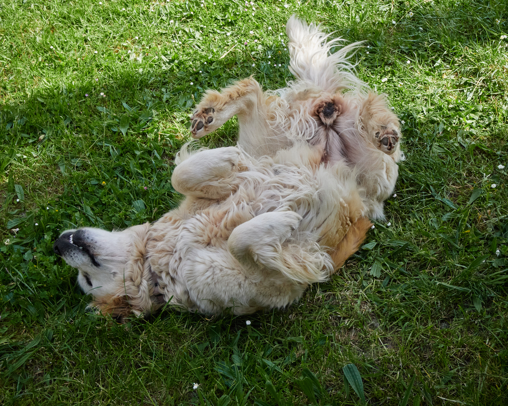 Cute Dog lying face up on a lawn in spring