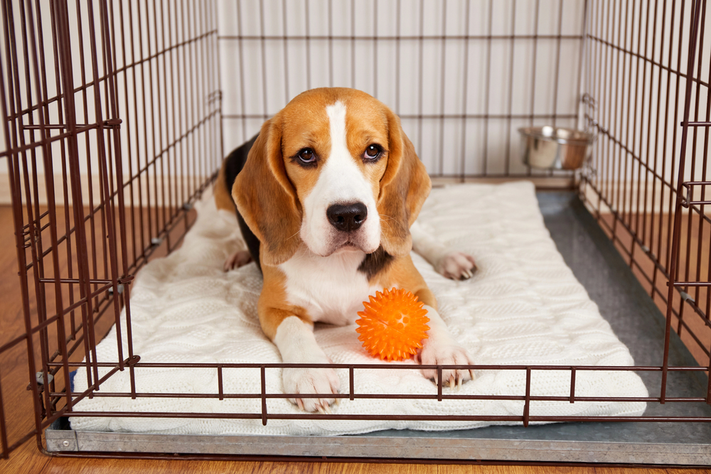 Cute beagle dog is lying in an iron cage for pets