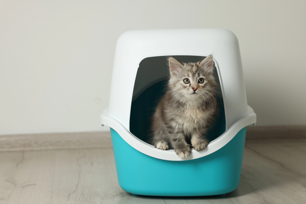 Cute fluffy kitten in closed litter box at home