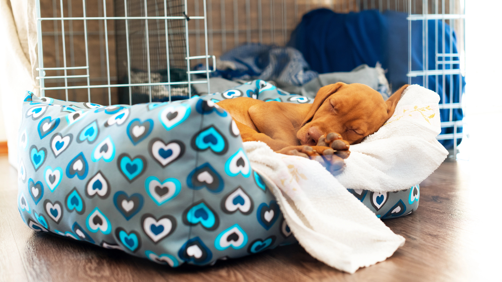 Cute hungarian 2 months old vizsla puppy sleeping