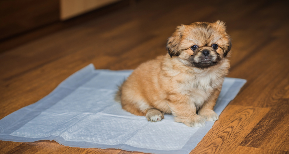 Diaper for dogs