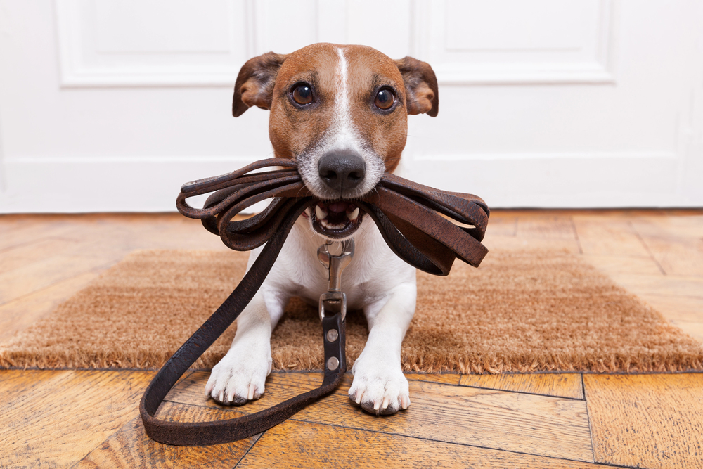 Dog leather leash