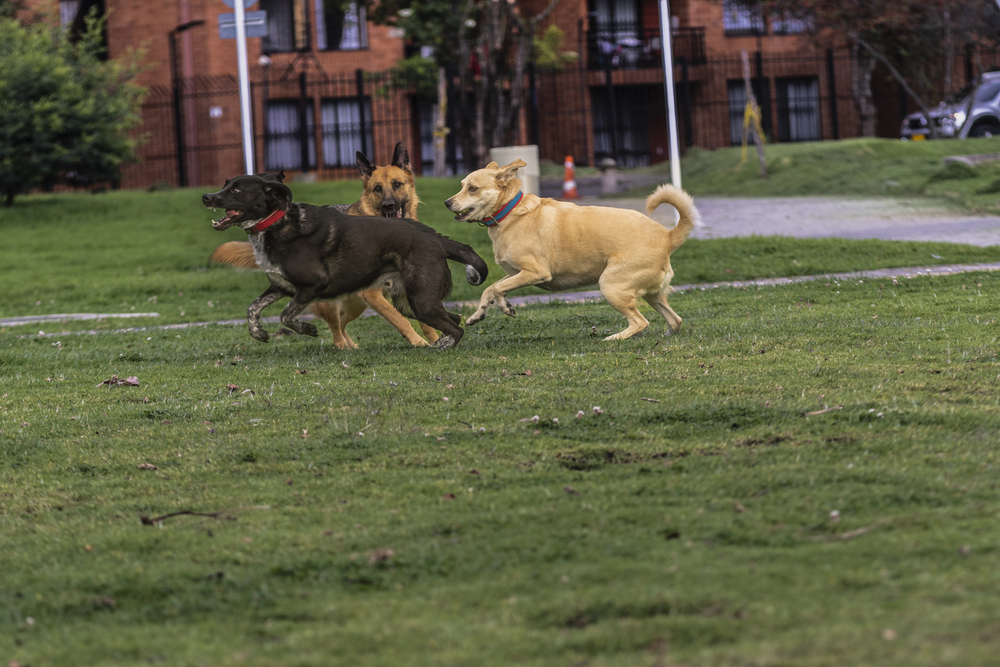 Dogs playing in the park