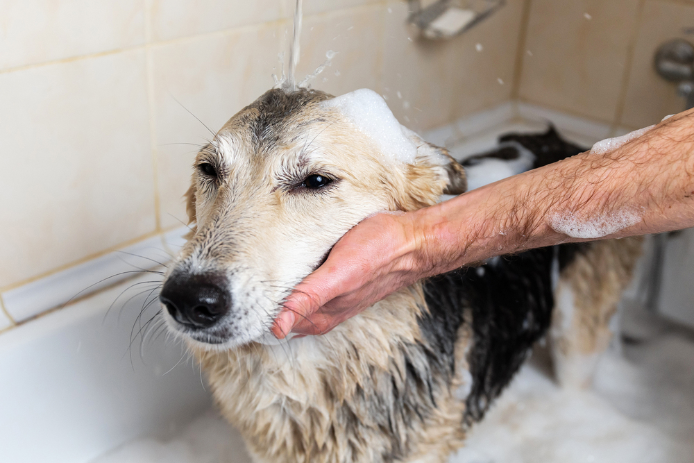 Faceless person washing the dog taking a shower with soap