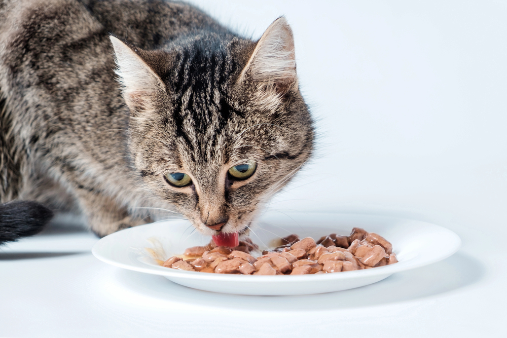 Gray tabby cat eating cat food from a bowl