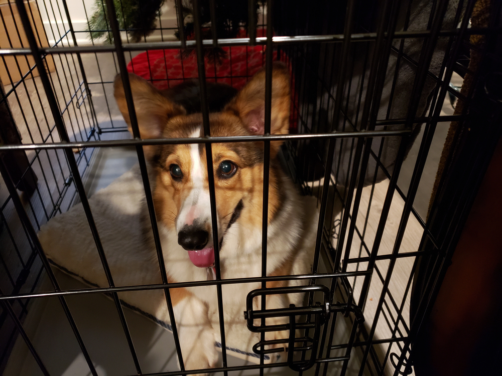 Happy Corgi in Dog Pen at Home