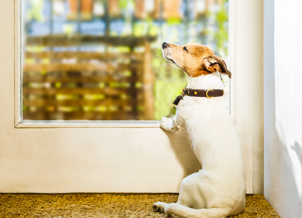 Jack russell dog enjoying the warm sun or resting