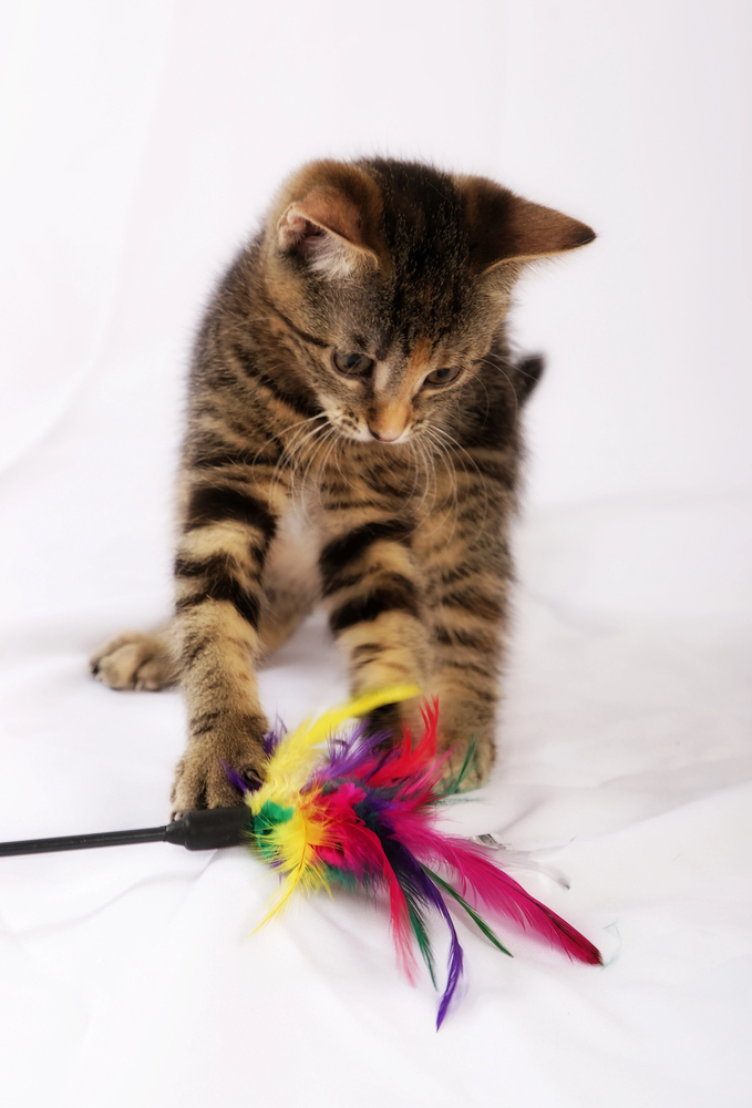 Little cute kitten playing with feathered toy