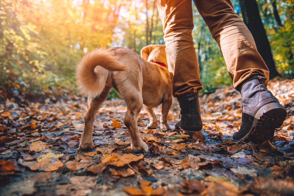 Man hiking in autumn colorful forest with dog