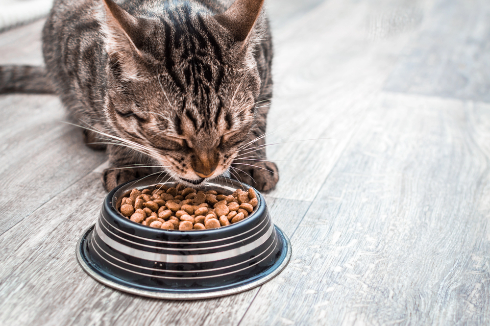 Portrait of a cat with a bowl of dry food