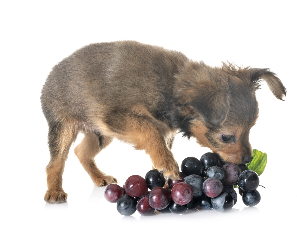 Puppy Russkiy Toy in front of white background