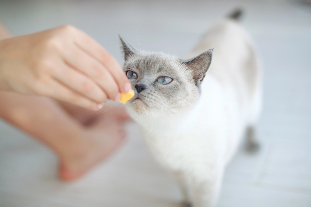 Scottish cat receives treats, feed the animal