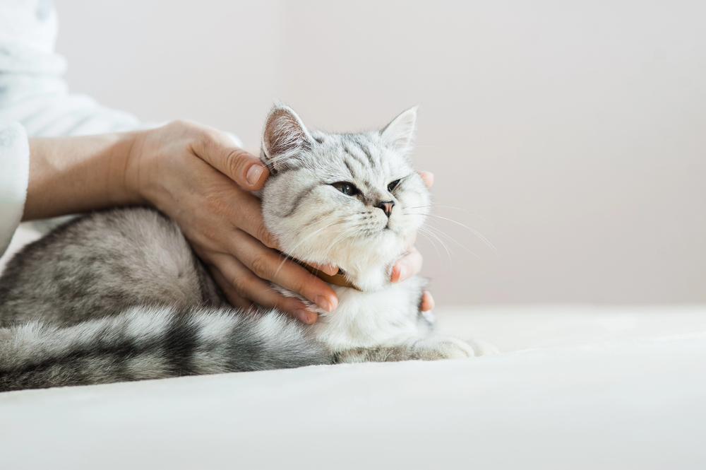 Scottish kitten in the hands of a girl