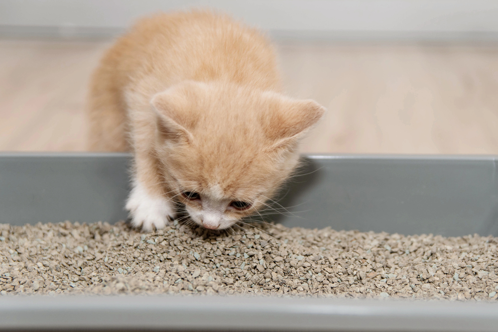 The concept of ingesting a little kitten to the toilet in a tray
