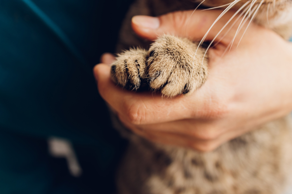 Top view of cats paws. Wooden background