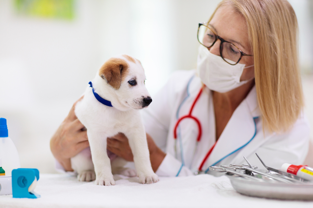 Vet examining dog