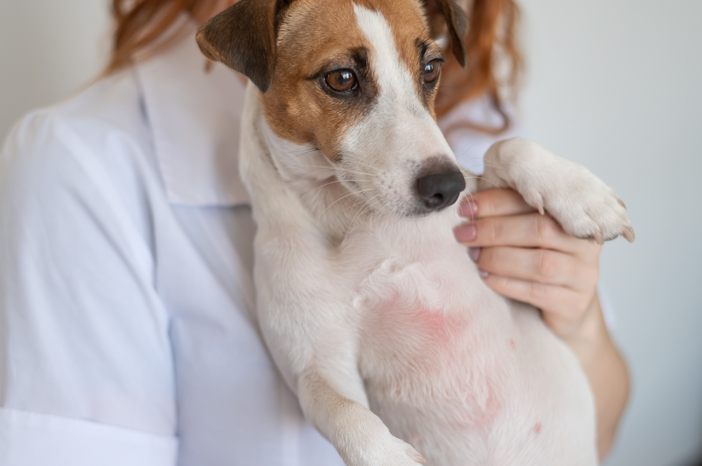 Veterinarian holding a jack russell terrier dog