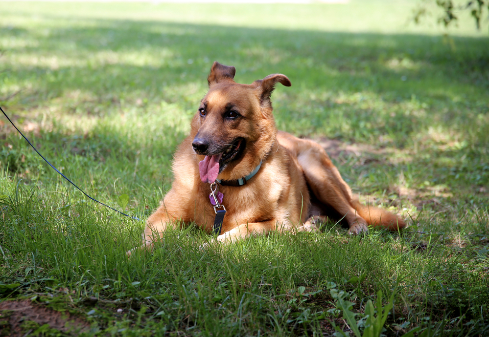 a German shepherd dog sitting in the shade outside