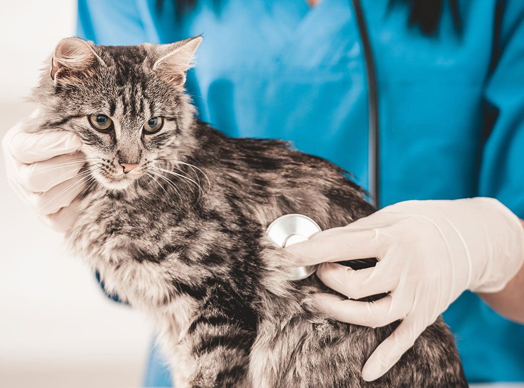 Veterinarian Examining A Cat With A Stethoscope