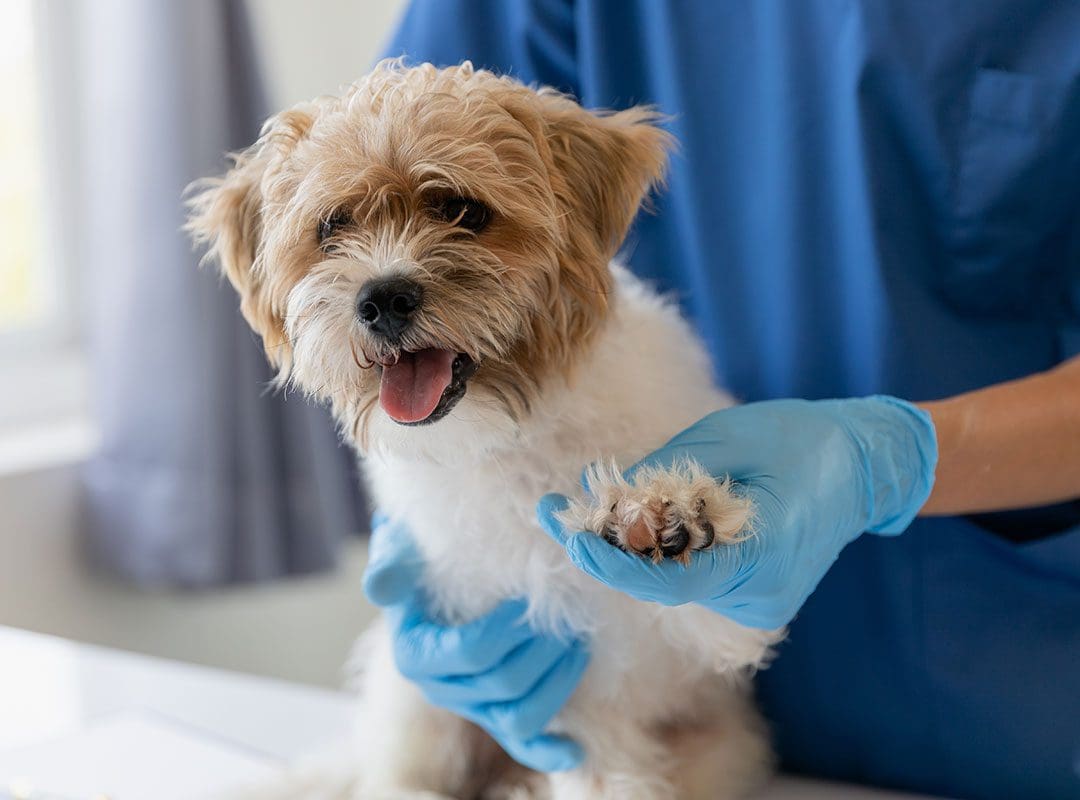 Dog At Check Up