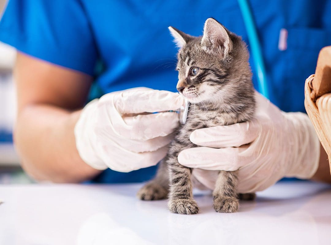 Kitten At Veterinary Exam